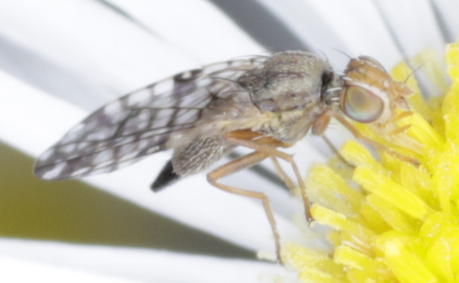 Tephritidae: Dioxyna bidentis, femmina